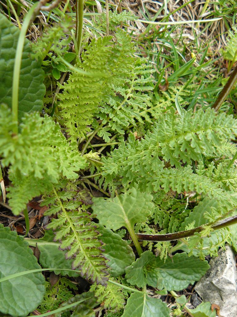 Pedicularis tuberosa